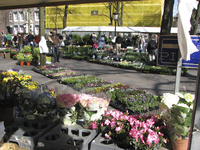 905552 Afbeelding van enkele uitstallingen met bloemen en planten op de wekelijkse bloemen- en plantenmarkt op het ...